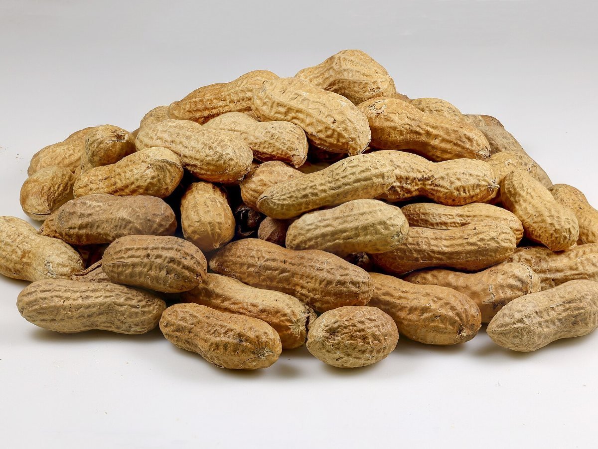 Roasted groundnuts in the shell — supplied by KPRS Foods
